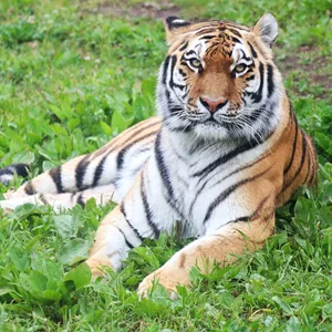 Tiger Kalinka