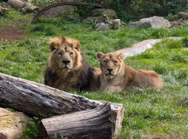 Kamal and Rani, Asiatic Lions formerly at Chessington World of Adventures Resort