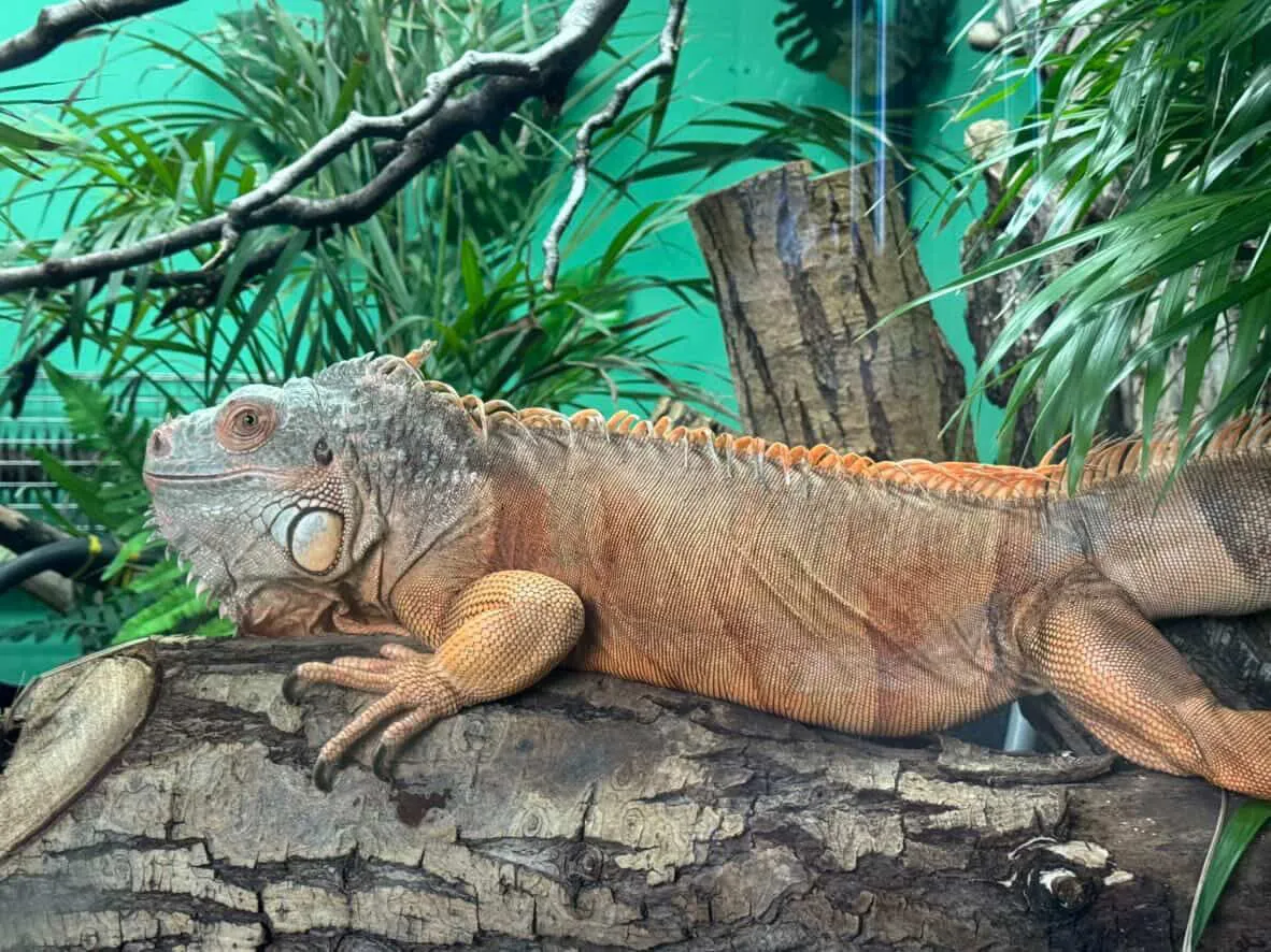 Green Iguana