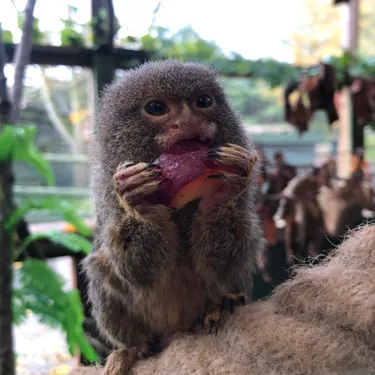 Pygmy Marmoset 3