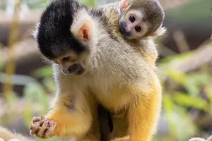 Bolivian Squirrel Monkey (3)