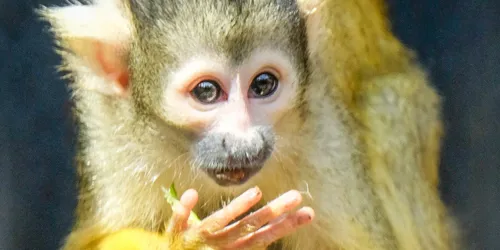 Bolivian Squirrel Monkey (1)
