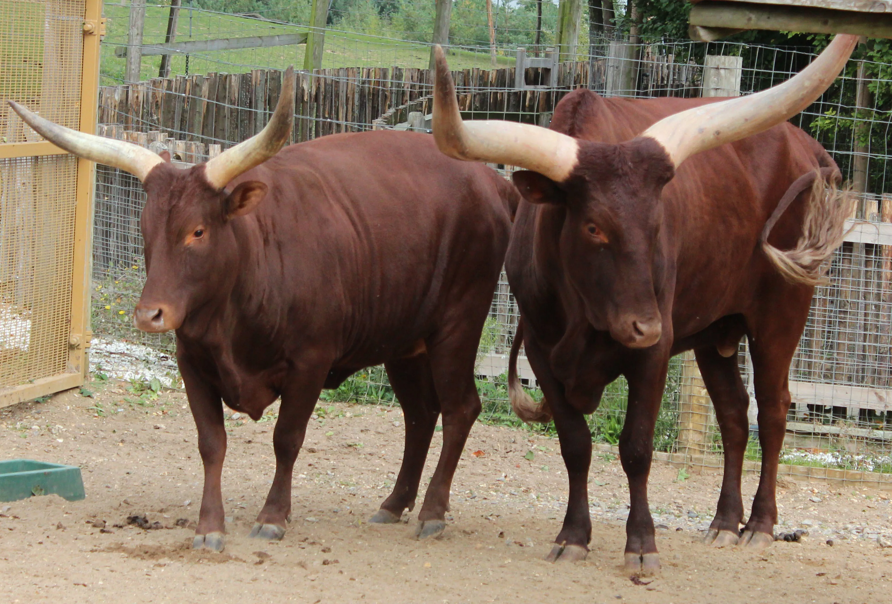 Ankole Cattle in the Wanyama Village & Reserve in the Chessington Zoo