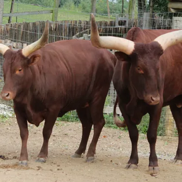 Ankole
