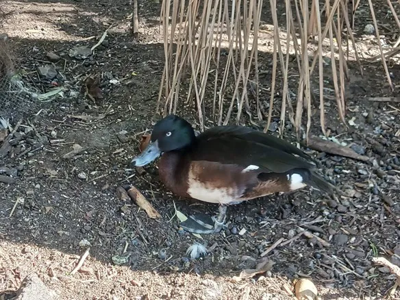 Baer's Pochard