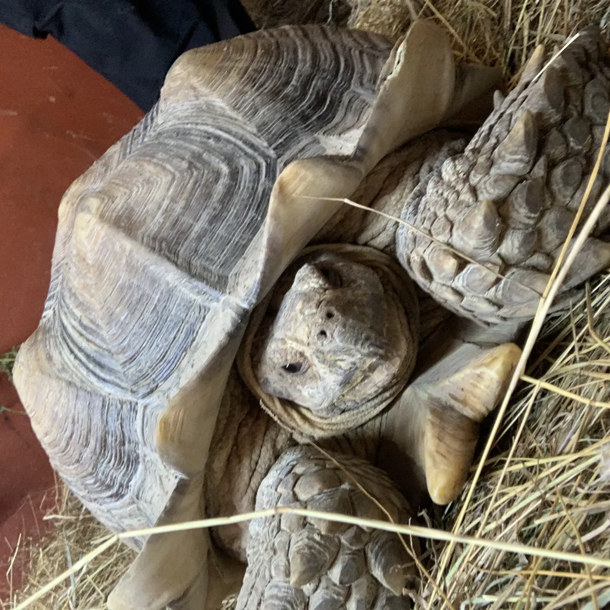 Sulcata Tortoise Chessington World of Adventures Zoo