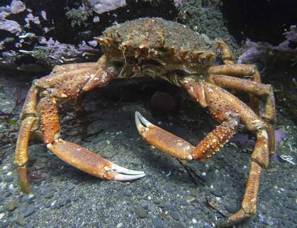 European Crab