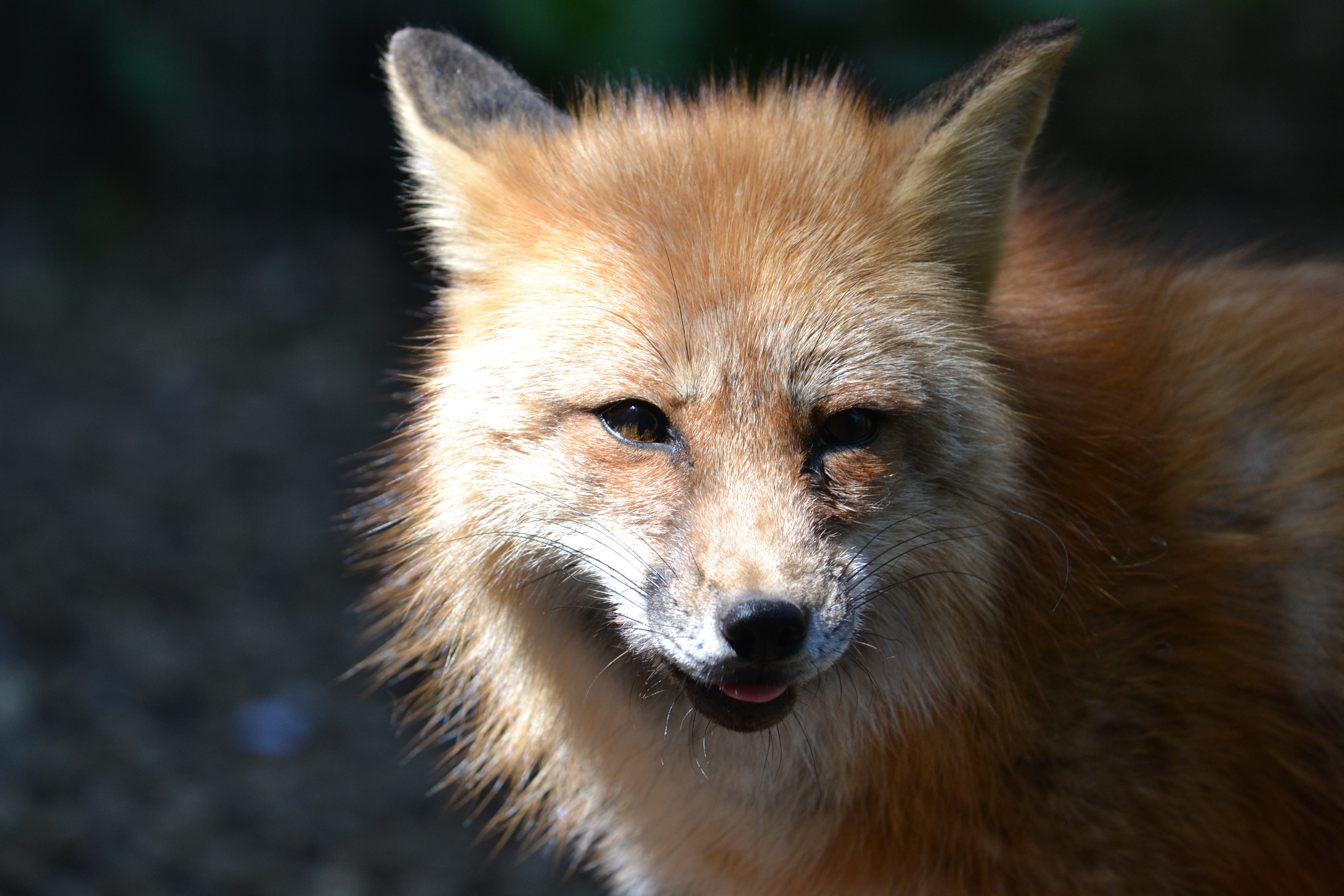 Fox at Chessington World of Adventures Resort