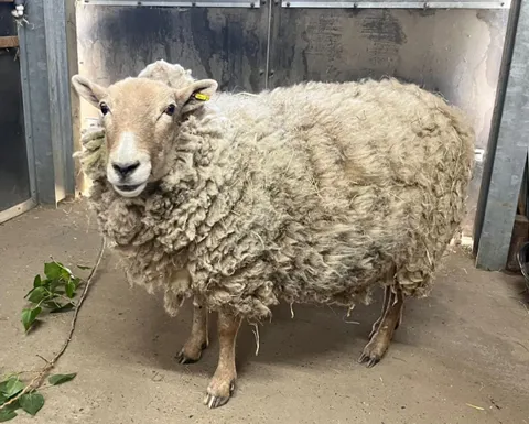 Domestic Sheep