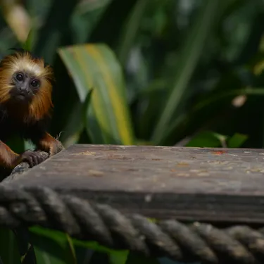 Golden Lion Headed Tamarin (2)