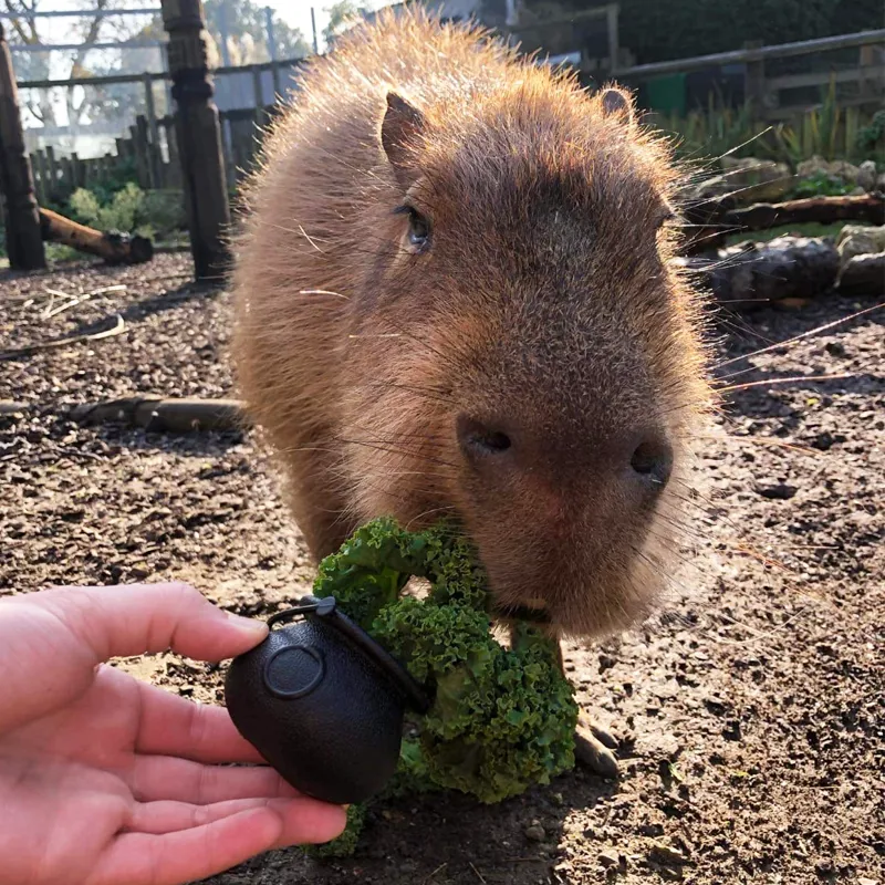 capybara predators capybara predators