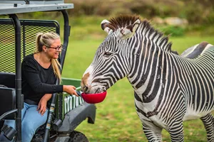 A Zebra Safari At Chessington World Of Adventures Resort (3)