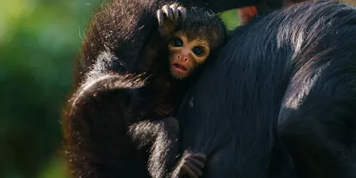 Baby Spider Monkey At Chessington World Of Adventures Resort For Mother's Day