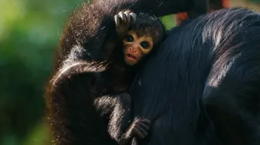 Baby Spider Monkey At Chessington World Of Adventures Resort For Mother's Day