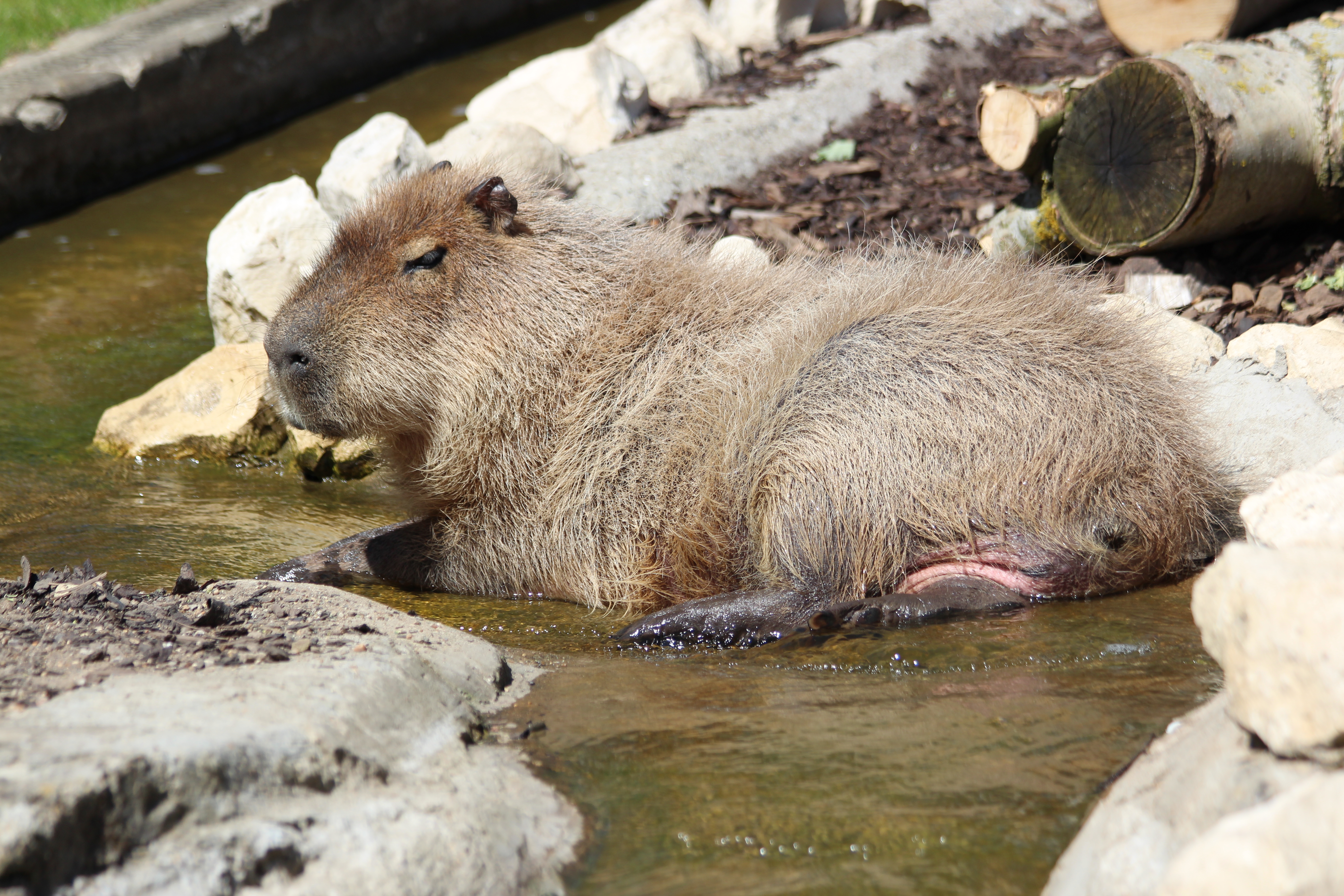 Capybara Cooling Off