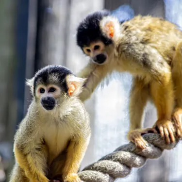 Monkey Hero 3
