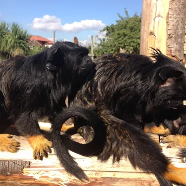 Red Handed Tamarins (1)