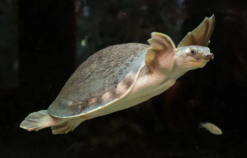 Pig Nosed Turtle