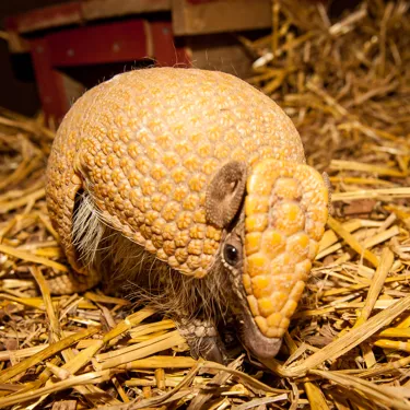 Flo2 (Armadillo)