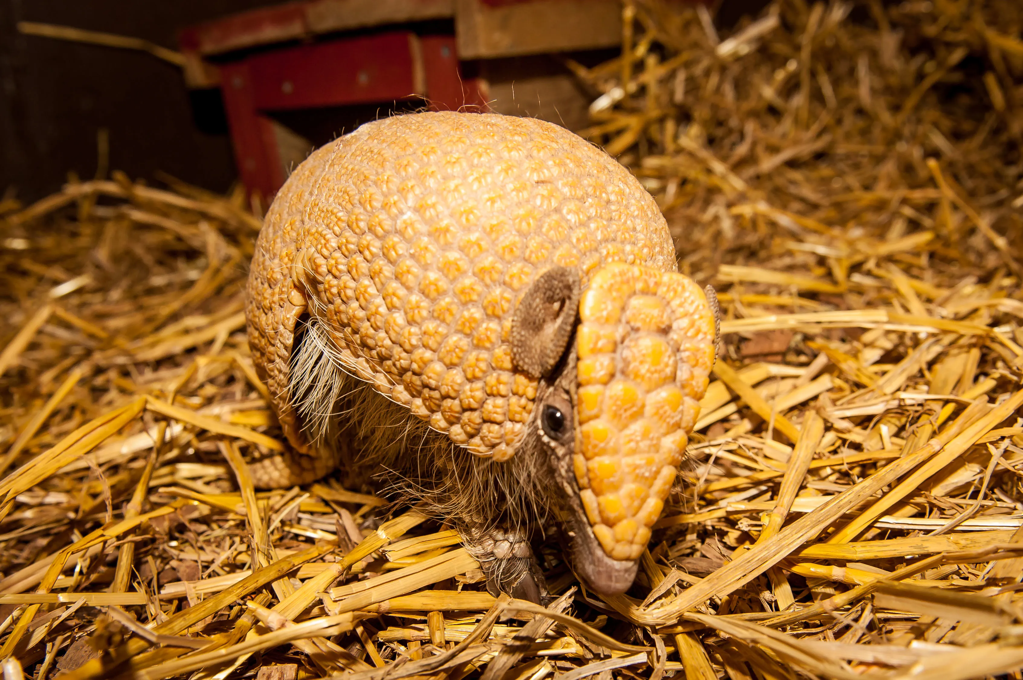 Three Banded Armadillo in AMAZU in the Chessington Zoo