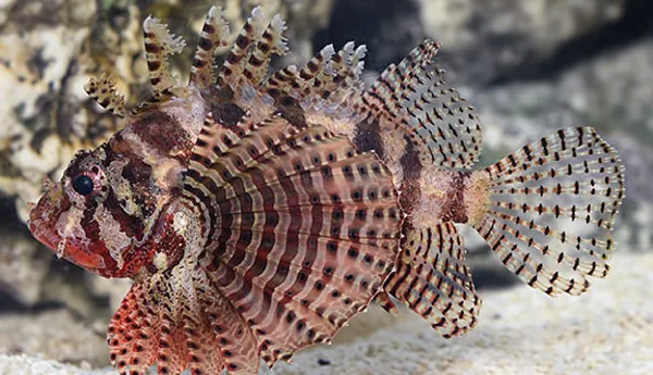Fuzzy Dwarf Lionfish
