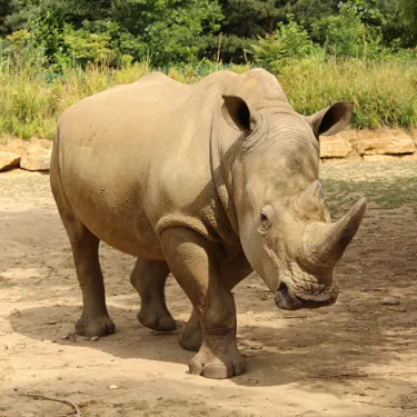 Rhino
