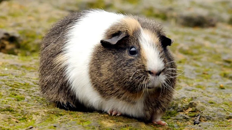 Guinea Pig