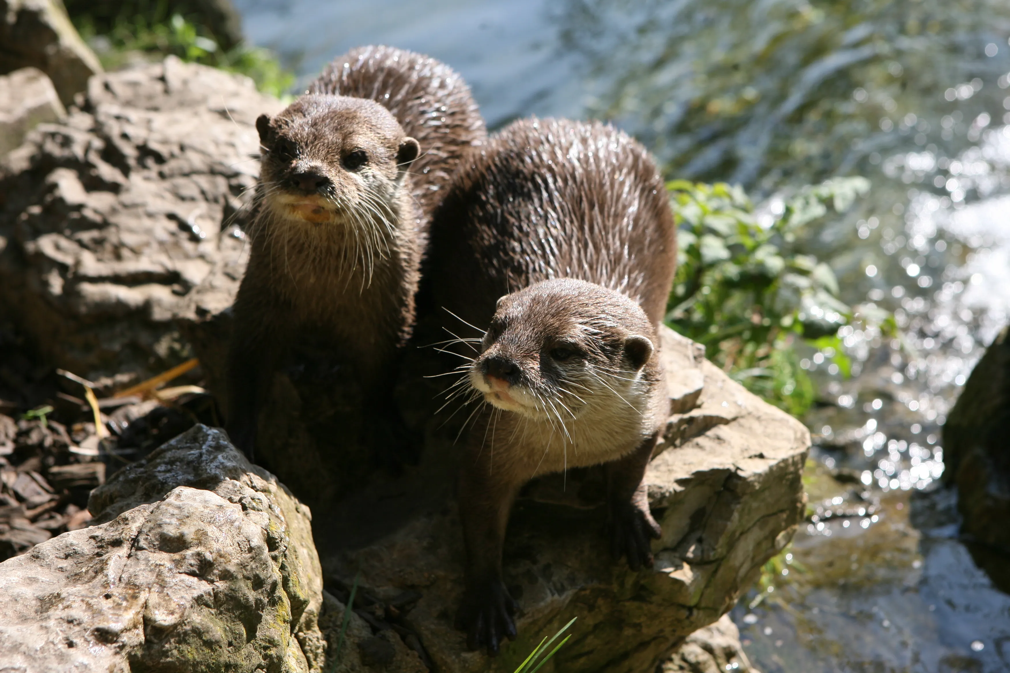 Otters