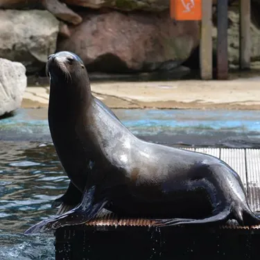 Sea Lion