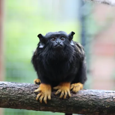 Red Handed Tamarins (2)