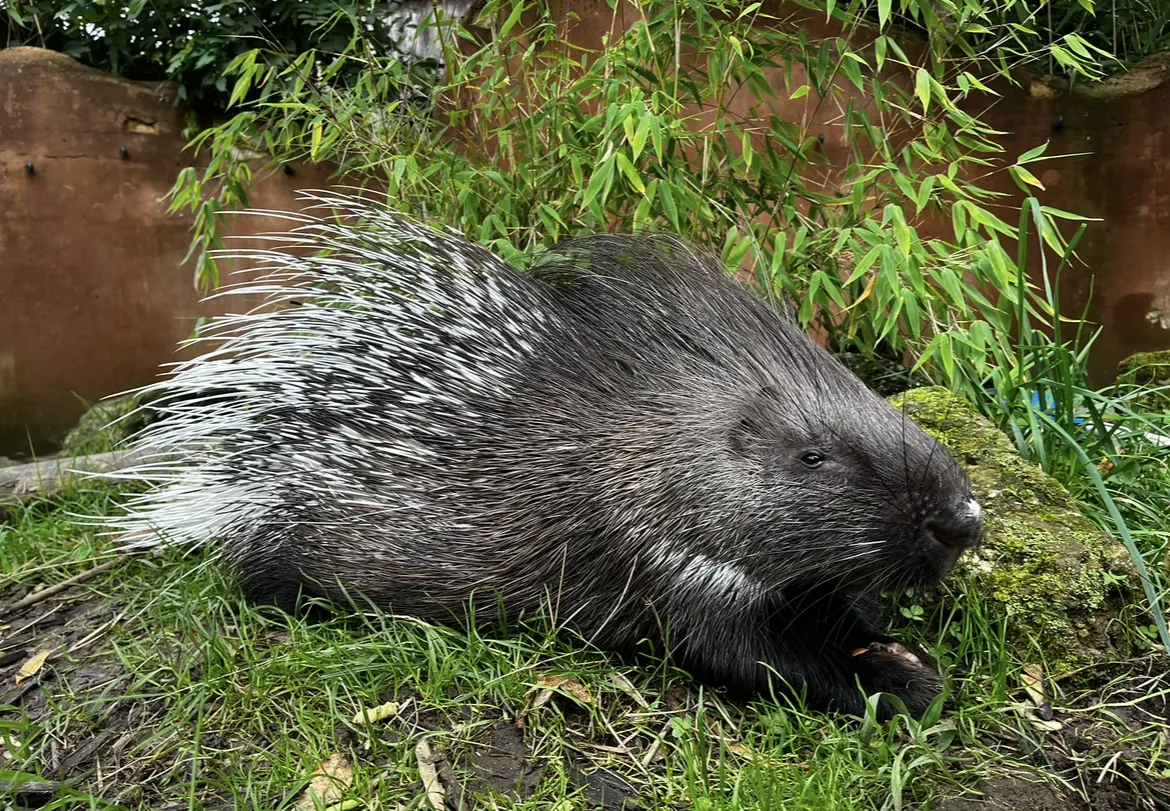 Cape Porcupine