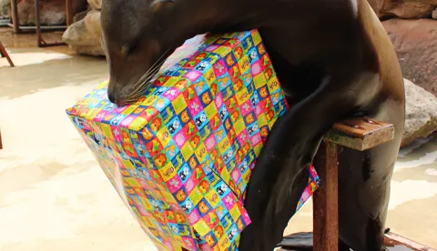 Sealion (1)