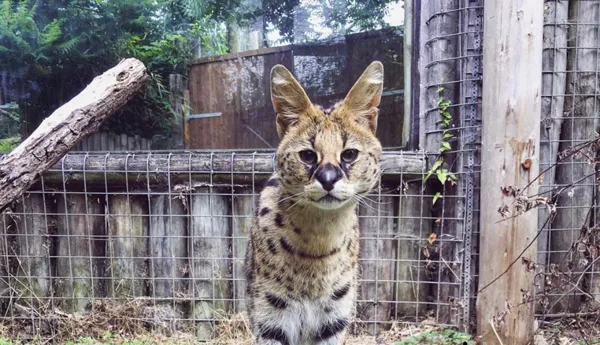 Serval Cat (1)
