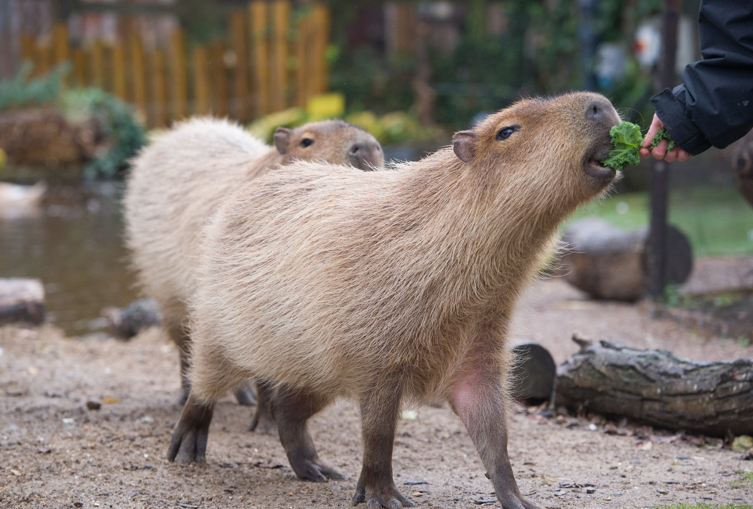 Capybara Being Fed