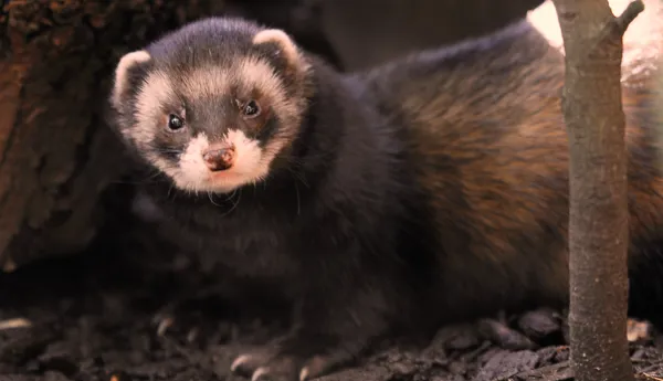 Ferret Landscape