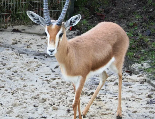 Dorcas Gazelle