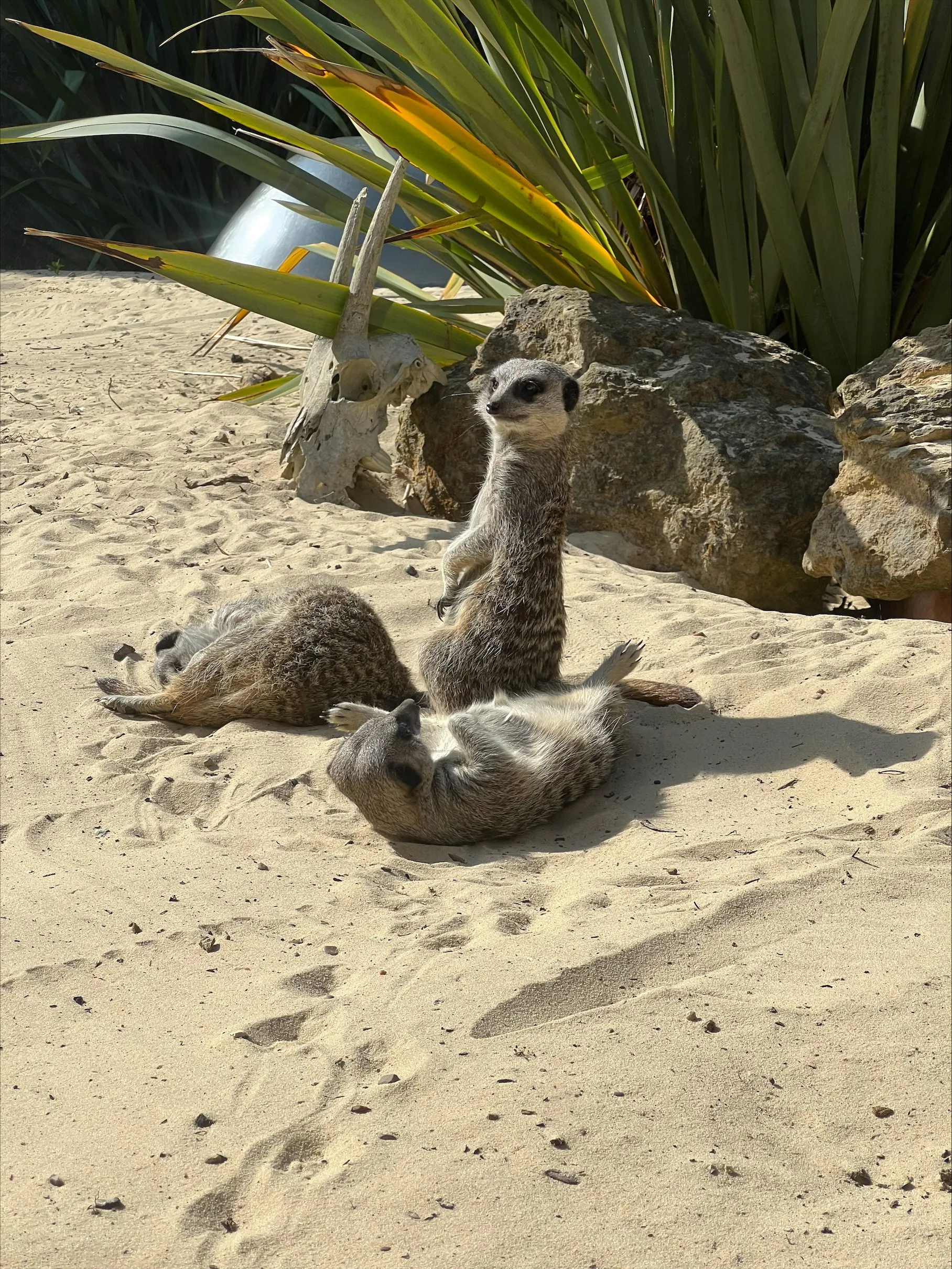 Meerkat (1)