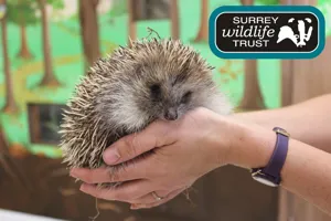 Darwin The Hedgehog SWLT