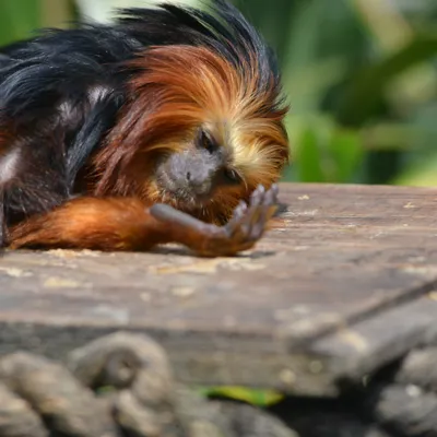 Golden Lion Headed Tamarin (1)