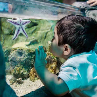 Chessington Family Aquarium