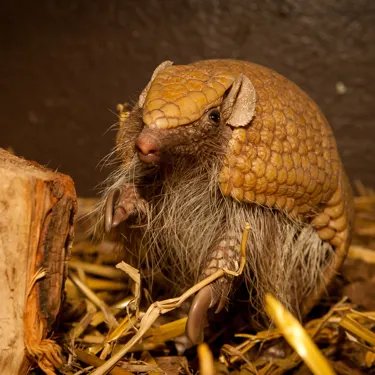 Flo (Armadillo)