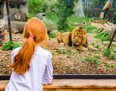 Kamal, An Asiatic Lion formerly at Chessington World Of Adventures Resort