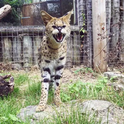 Serval