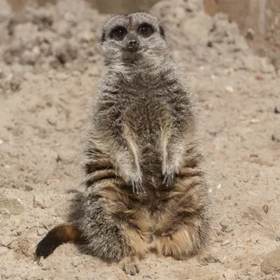 Meerkats in the Wanyama Village & Reserve in the Chessington Zoo