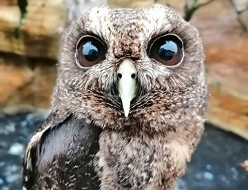 Mottled Owl (1)