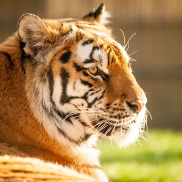 Tiger Kyra (1)