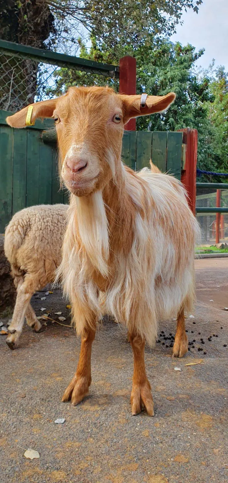 Royal Golden Guernsey Goat