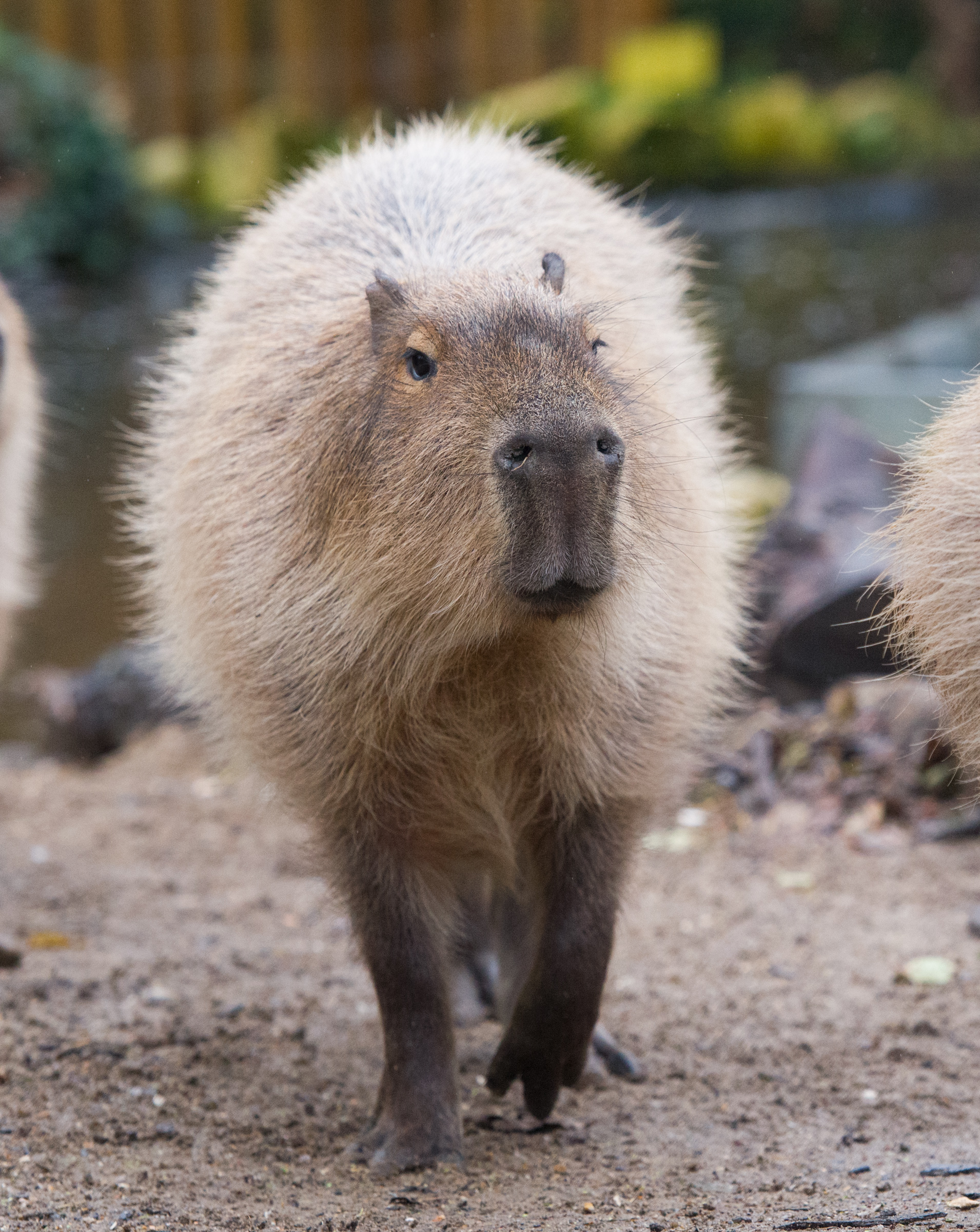 Capybara Walking