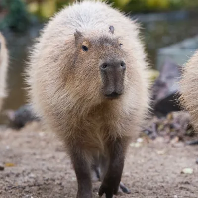 Capybara In Amazu At Chessington Zoo