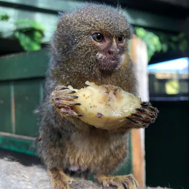 Pygmy Marmoset 2